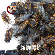 Fresh cicada Mengshan black cicada black knowing monkey Golden cicada metamorphosis of old cicada fresh transportation 500 grams