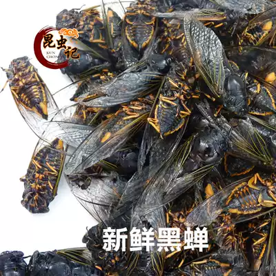 Fresh cicada Mengshan black cicada Black know monkey Golden Cicada transformation of old cicada fresh transportation 500g