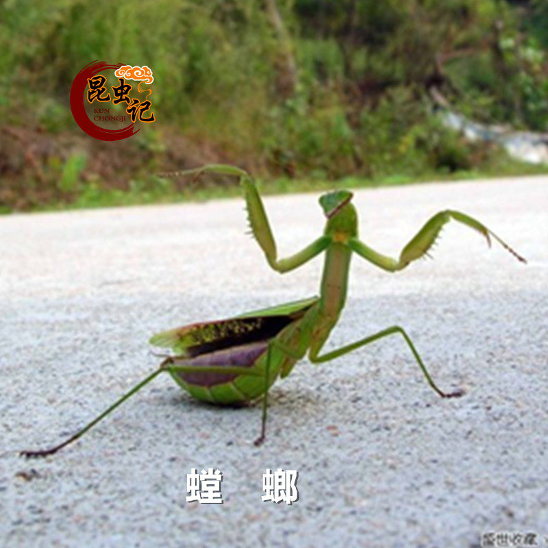 Fresh mantis Chinese mantis mulberry octopus big knife mantis food can be medicinal fresh frozen transport 250g