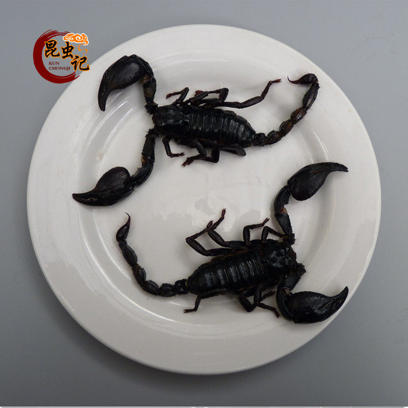 Edible Insect Gourmet Black Emperors Scorpion Great Fat Scorpion Insect to remember one-Taobao