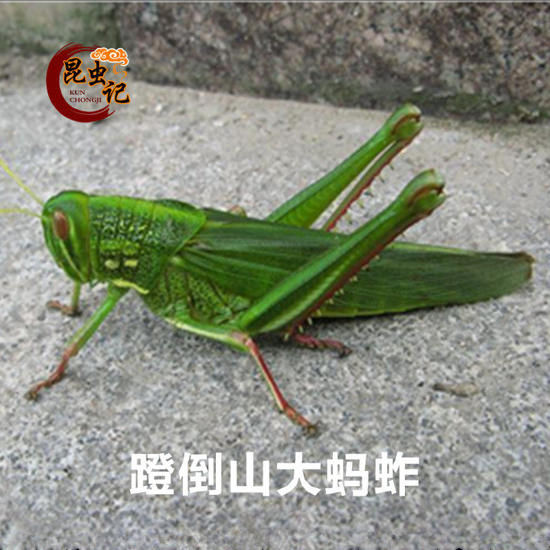 Pedaling down mountain grasshopper Green cotton Grasshopper Cow Grasshopper Grasshopper Grasshopper Edible insects Fresh transport