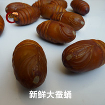  Tussah silkworm pupa Fresh large silkworm pupa Tussah tree silkworm pupa 500 grams frozen first-class rhubarb pupa