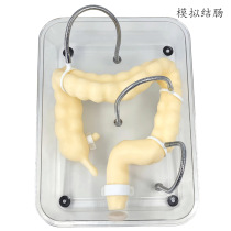 Colon model Colonoscopy training model Soft simulation colonoscopy training model