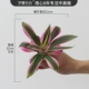 Pink Edge Stone Lotus 22 см