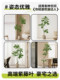 Roman's Mother Wisteria Leaf Artificial Green Plant High-End Light Luxury Indoor Living Room Floor-Standing Artificial Tree Potted Plant