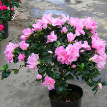 Flower viewing plants Rhododendron potted flowers Four Seasons flowering indoor and outdoor courtyard balcony living room Four Seasons Azalea seedlings