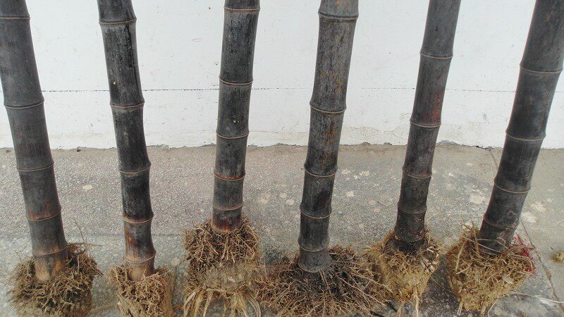 The Purple Bamboo Boutique Nano-xiao-Taobao