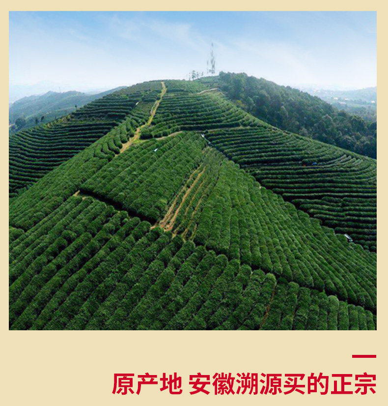 国礼级别茶叶供应商 徽六 雨前黄山毛峰 40g*3罐 图4