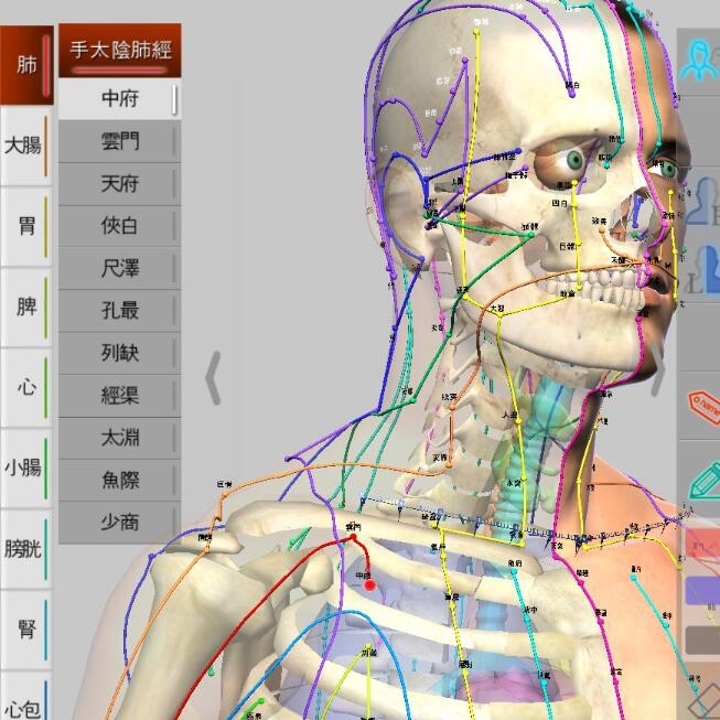 中医经络学习软体 3D针灸穴位模拟 全身经络运行动画 中医入门教学工具 针灸穴位学习帮手
