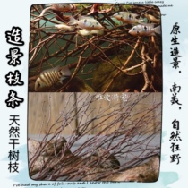 Branches Azalea root sunken wood Moss tree fish tank fish tank landscape fish tank decoration South American landscape original tank