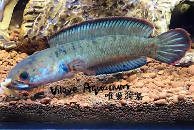 Wine Red dian long dian long electric arowana she tou yu snakehead fish aquarium fish