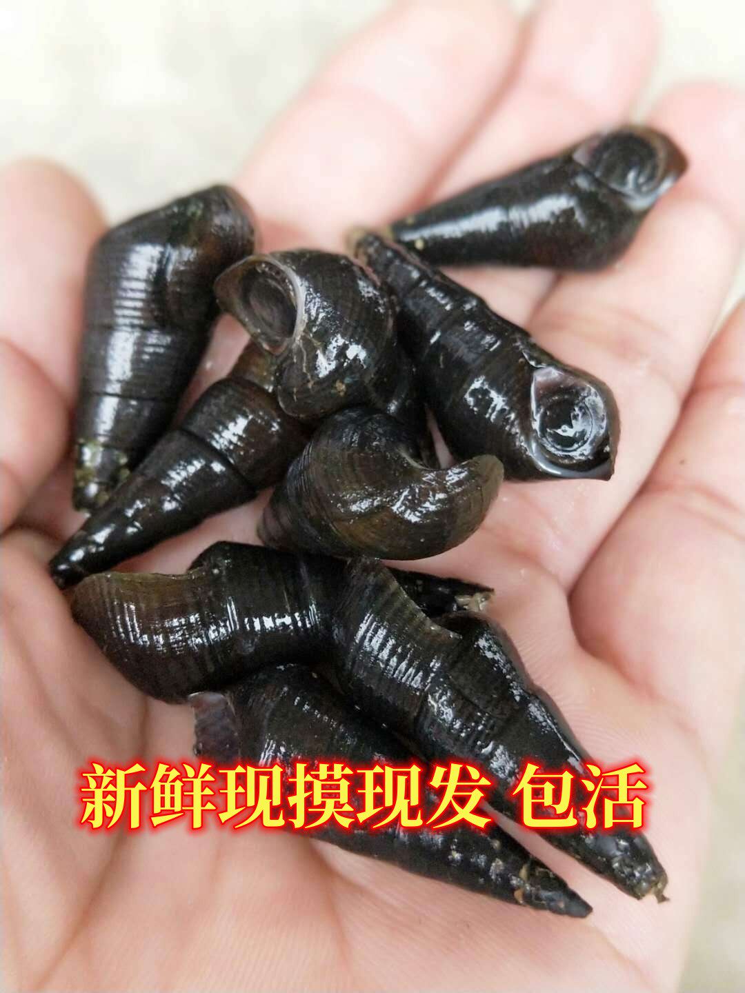 🎉 山坑螺鲜活长坝螺青螺黑螺长尾螺钉螺坑螺石螺田螺 生态缸必备 🐌-螺-淘宝好物网