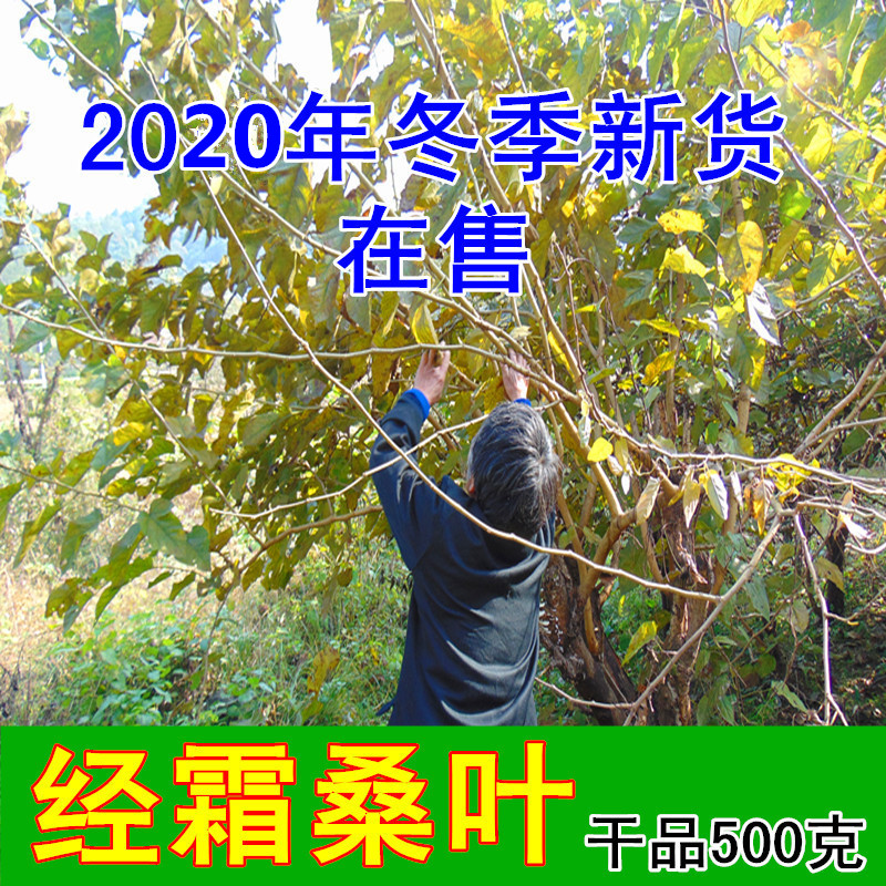 Winter new goods Dabie Mountain wild cream mulberry leaves winter mulberry leaves dried mulberry leaves mulberry leaf tea 500g can be powdered