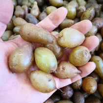 Guangdong fresh wild stone yellow skin Phoenix egg horse egg egg kidney Fern dog snake egg centipede grass 500g