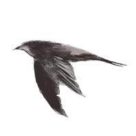 MUSA STUDIO的LOGO