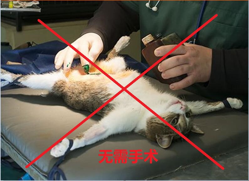 Thuốc ức chế đặc biệt thuốc nam 猫 rus - Cat / Dog Health bổ sung cho mèo con uống sữa gì
