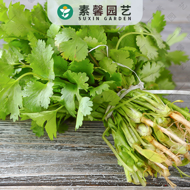 Four seasons Coriander seeds Coriander seed larvae Balcony Indoor easy-to-grow potted vegetables seeds Garden gardening vegetables