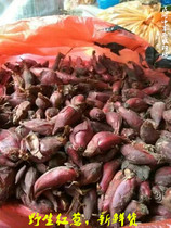 Now dig fresh wild Chinese herbal medicine wild red onion and shallot red scallions with small red onion for fear of waves and full of 5 kilos