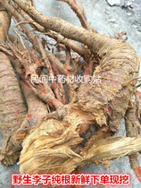 Wild fresh dried plum root 500g Chinese Herbal medicine Li root whole root Li Shugen Mountain Li Shugen