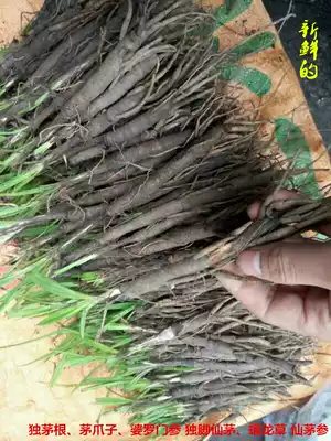 Wild Chinese herbal medicine Monopod Root, Monopod Brahman Ginseng, Monopod Xianmao, Panlong Grass, Xianmao Ginseng, Fresh