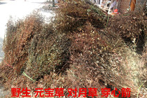 Wild fresh Chinese herbal medicine Ingot grass Gassho grass Pair of moon grass Pair of warp grass Leaf clinging branches Whistle grass Dried products