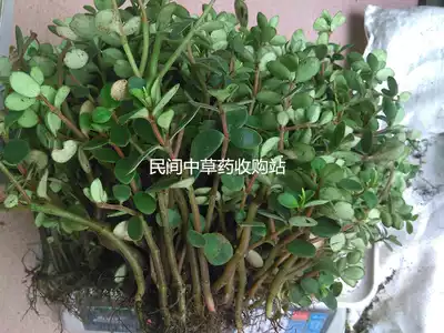 Wild Chinese herbal medicine fresh stone cicada grass fire wound leaf pepper grass scattered blood gall 500g Shunfeng