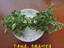 Wild Fresh Now June Snow White Horse Bone Roadside Ginger Star Wood Roadside Jingochiai 1 catty