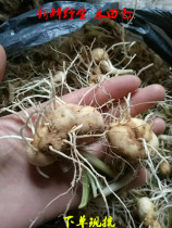 Fresh Paddy Fields Seven Water Shrimp Male Curly Head Chicken Wild Fresh Paddy Field Seven Down Single Now Dig 3 catties for sale