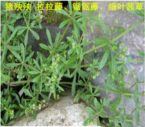 Wild Chinese herbal medicine Pig Suffer to Lara Rattan Sasesaw Vine thin Leaf Sawn Sawn Grass Eight Fairy Grass Dry