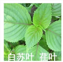 Guangxi wild Chinese herbal medicine white Su leaf Green Su leaf E leaf 500g sun-dried products