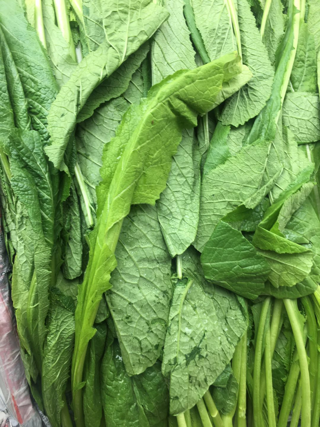 Yunnan Specii Produce Fresh Small Bitter Vegetables Small Green Vegetables Green Vegetable Yunnan Bitter Vegetable Green Vegetable 500g Shanghai Shipping