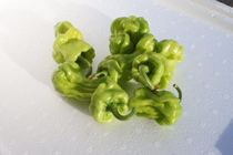 Yunnan fresh wild vegetables vegetable crumpled pepper spicy fragrant wrinkle shell spicy 500g tiger skin pepper