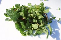 Fresh mint Yunnan Vegetable Mint Leaf Spearmint mint spice 500g weekly irregularly airlifted
