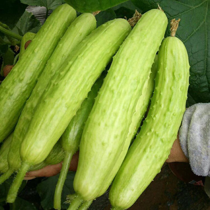  Shandong white jade cucumber organic fresh fruits and vegetables pregnant women should season 5 pounds of sweet and crispy now pick now