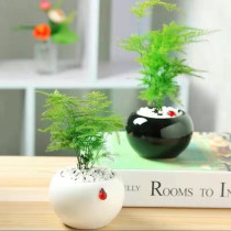 Wenzhu potted bonsai plant indoor balcony living room with green planting earth peels in the four seasons evergreen and good to feed the green plant