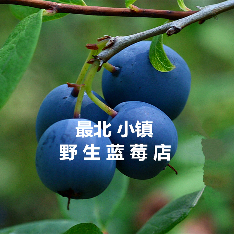 最北小镇野生蓝莓店