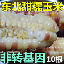 New stock (non-GMO) Northeast sweet glutinous corn farmhouse annual bud rice sticky quick-frozen corn stick powder glutinous rice