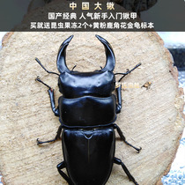 2021 Chinese Big Shovel Adult Medium Big shovel Amoeba Chinese Big shovel armor Male worm Female Flat Shovel Beetle Pet insect