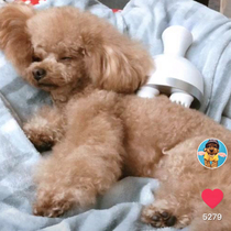  Net red same pet dog cat electric massager Automatic head massager