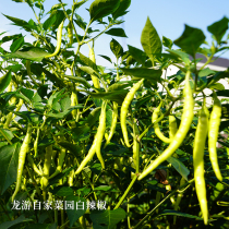 Quzhou Gourmet Longyou Native Products Fresh White Chili Pepper Farmhouse Seasonal Soil Pepper Fresh Vegetables Spicy