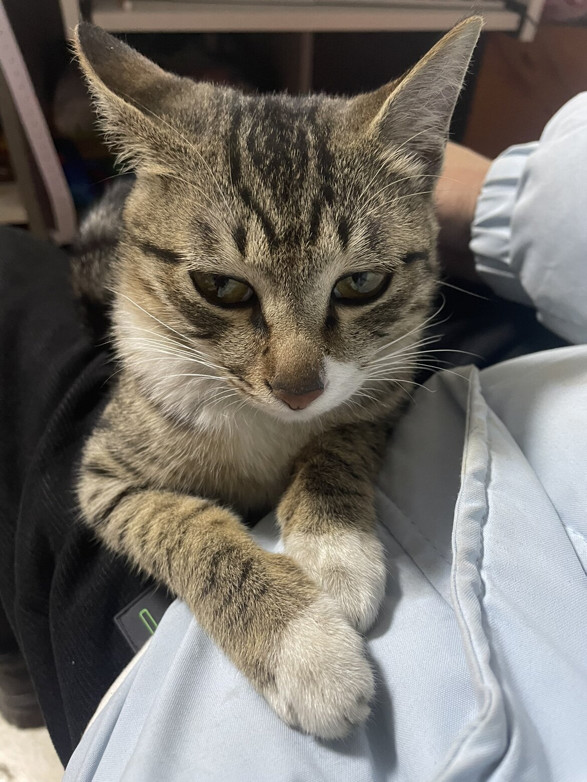 小蓝鲨
