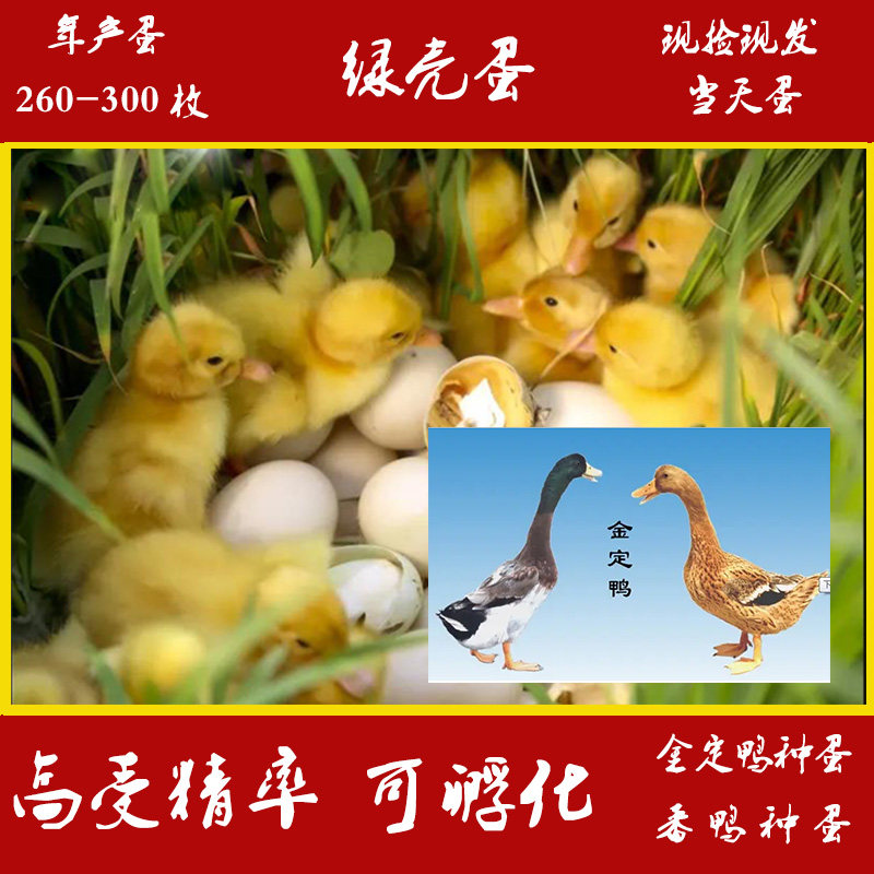 Golden Duck Hemp Duck Fertilized Egg Hatchable High-yield Green Shell Water Duck Seed Duck Breed Eggs 10 One Generation Hair-Taobao
