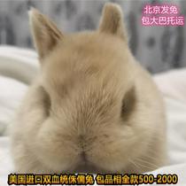 Grade dwarf rabbit living American imported double blood dwarf rabbit Dutch rabbit family breeding package phase pet rabbit