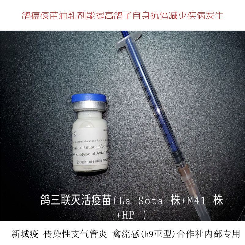 Pigeon fever injected with Salmon New City vaccine vaccine green and water and vomiting pigeon vaccine