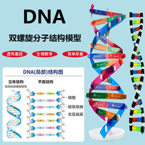 DNA双螺旋结构模型小学科学初高中生物教学实验器材分子结构模型