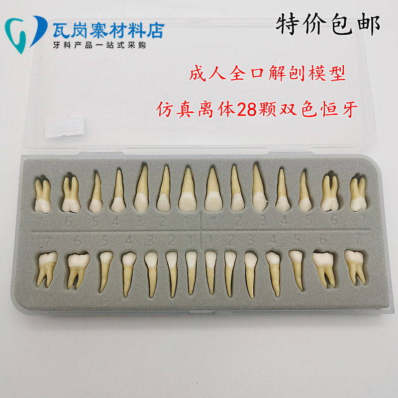 牙科材料28颗双色恒牙有牙根离体牙模型成人全口标准牙齿模型7021