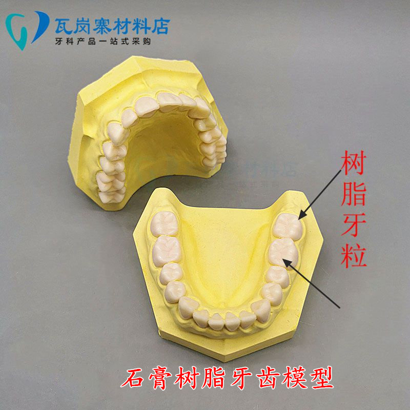 牙科备牙模型 石膏底座树脂牙齿 28颗备牙练习模型 排龈制备窝洞
