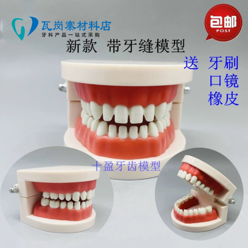 牙科 新款幼儿示教学刷牙模型 带牙缝 上橡皮章操作牙齿模具 包邮