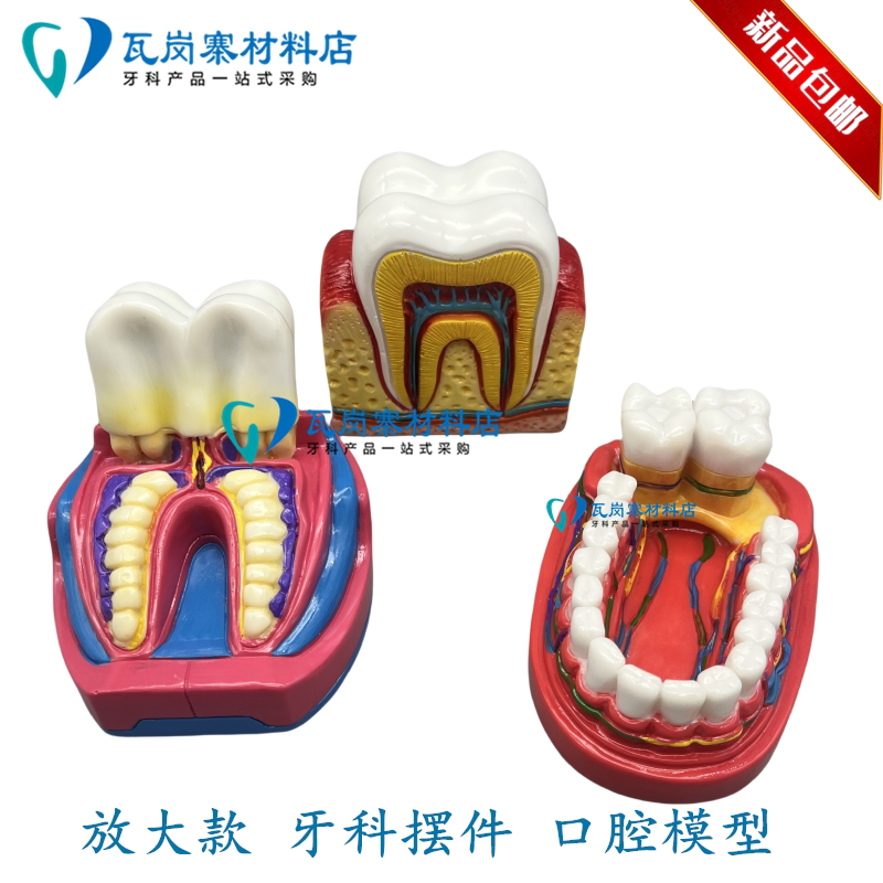 牙科口腔摆件 牙齿摆件 趣味牙齿摆台 口腔诊所礼品 口腔牙齿模型