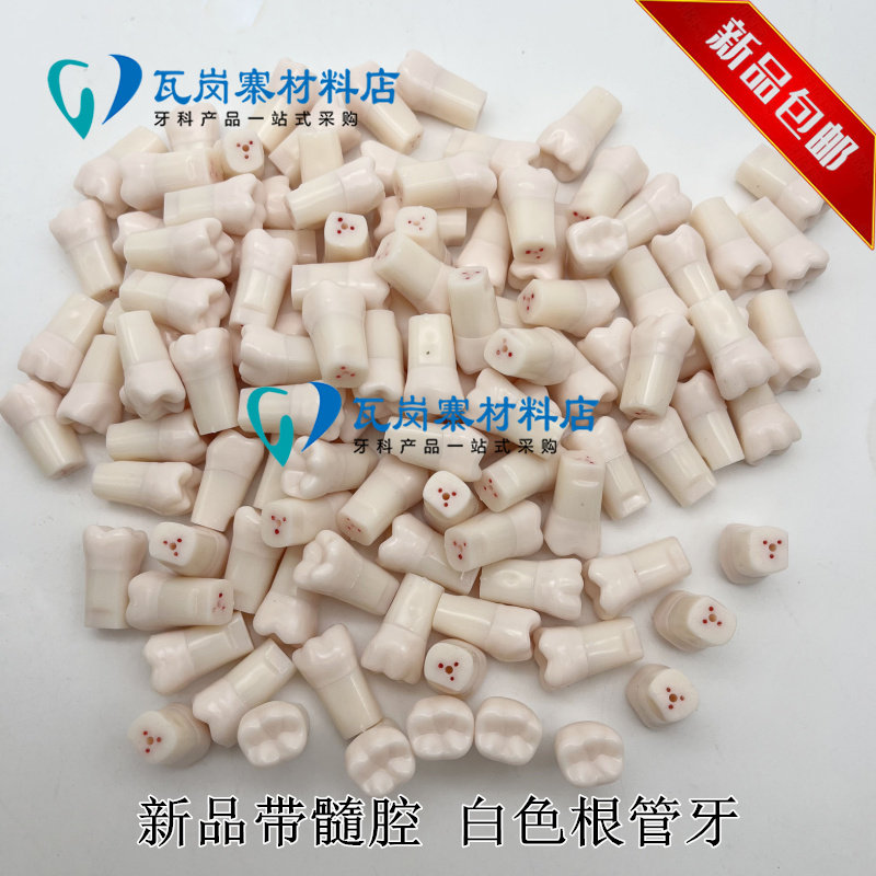 牙科口腔模型根管牙粒 离体白色根管牙粒 不透明根管开髓树脂牙粒